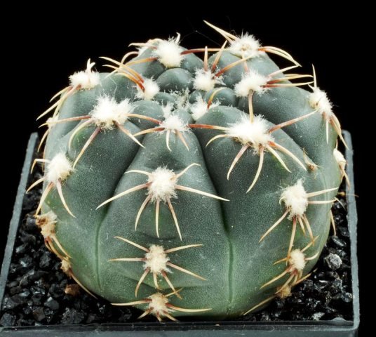 Gymnocalycium_amerhauseri